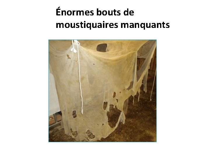 Énormes bouts de moustiquaires manquants 