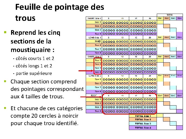 Feuille de pointage des trous § Reprend les cinq sections de la moustiquaire :