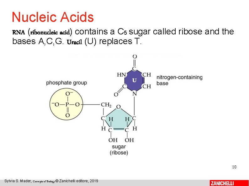 Nucleic Acids RNA (ribonucleic acid) contains a C 5 sugar called ribose and the