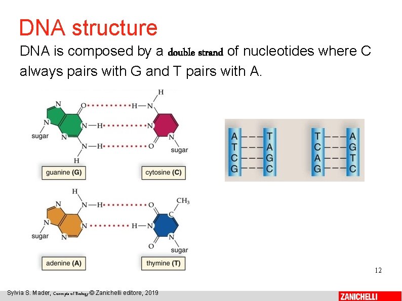 DNA structure DNA is composed by a double strand of nucleotides where C always