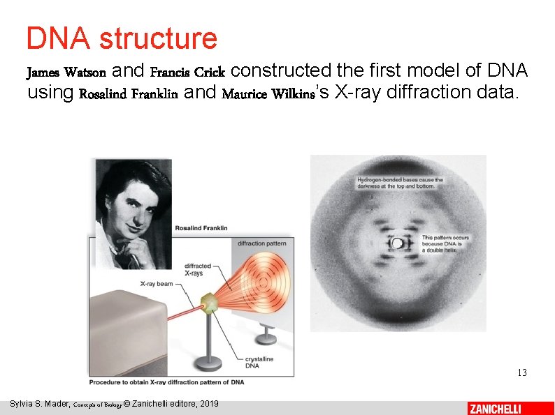 DNA structure James Watson and Francis Crick constructed the first model of DNA using