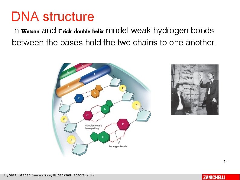 DNA structure In Watson and Crick double helix model weak hydrogen bonds between the