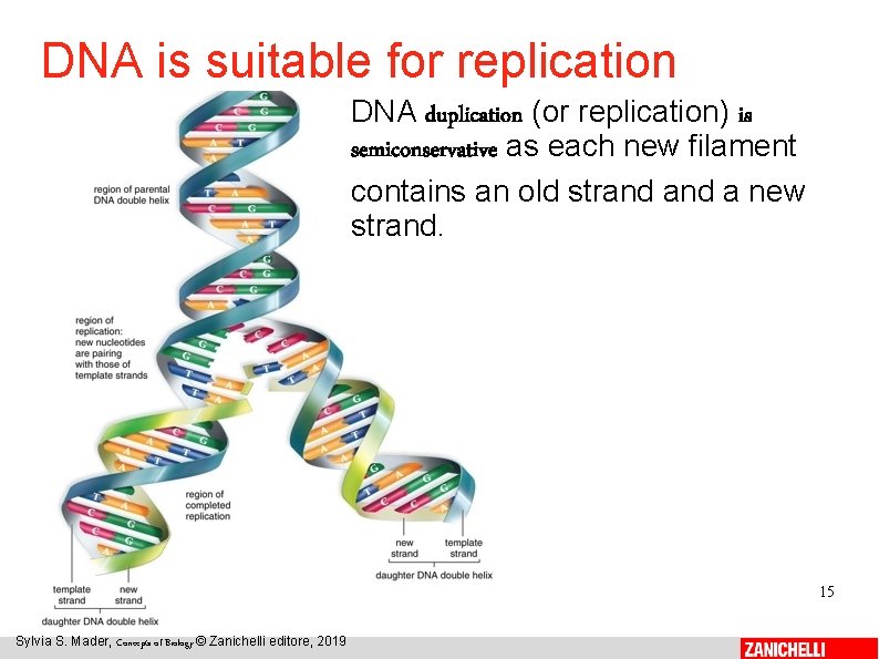 DNA is suitable for replication DNA duplication (or replication) is semiconservative as each new
