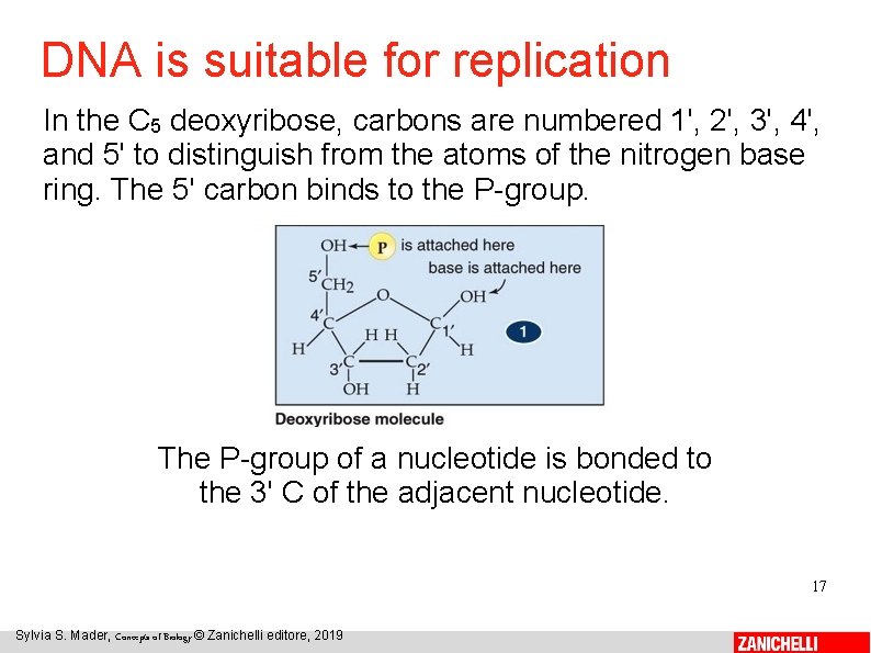 DNA is suitable for replication In the C 5 deoxyribose, carbons are numbered 1',