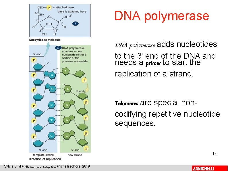 DNA polymerase adds nucleotides to the 3' end of the DNA and needs a