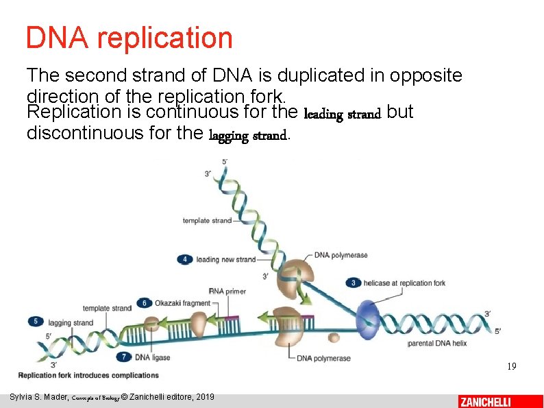 DNA replication The second strand of DNA is duplicated in opposite direction of the