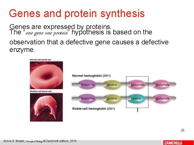 Genes and protein synthesis Genes are expressed by proteins. The “one gene one protein”