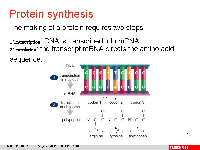 Protein synthesis The making of a protein requires two steps. 1. Transcription: DNA is