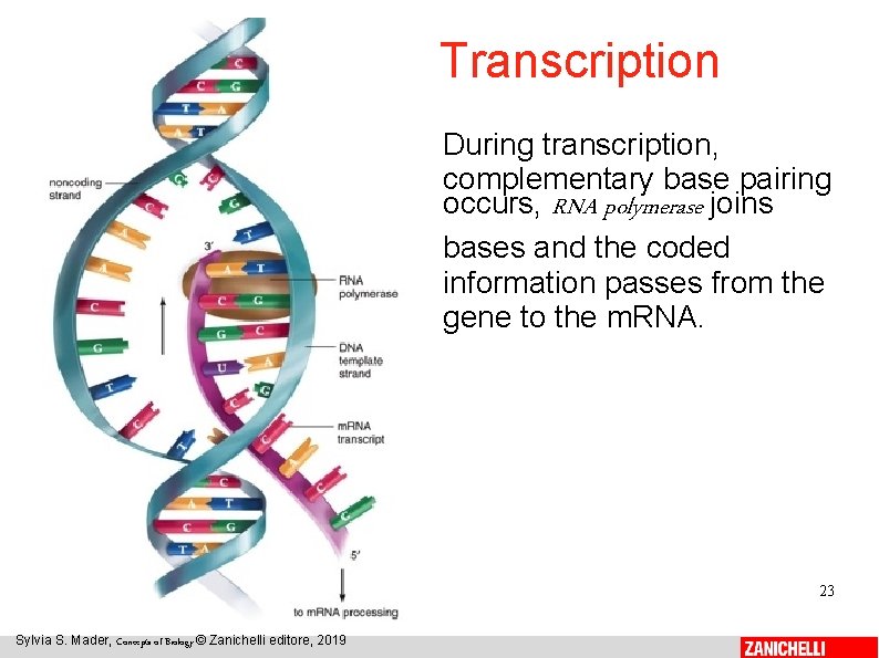 Transcription During transcription, complementary base pairing occurs, RNA polymerase joins bases and the coded