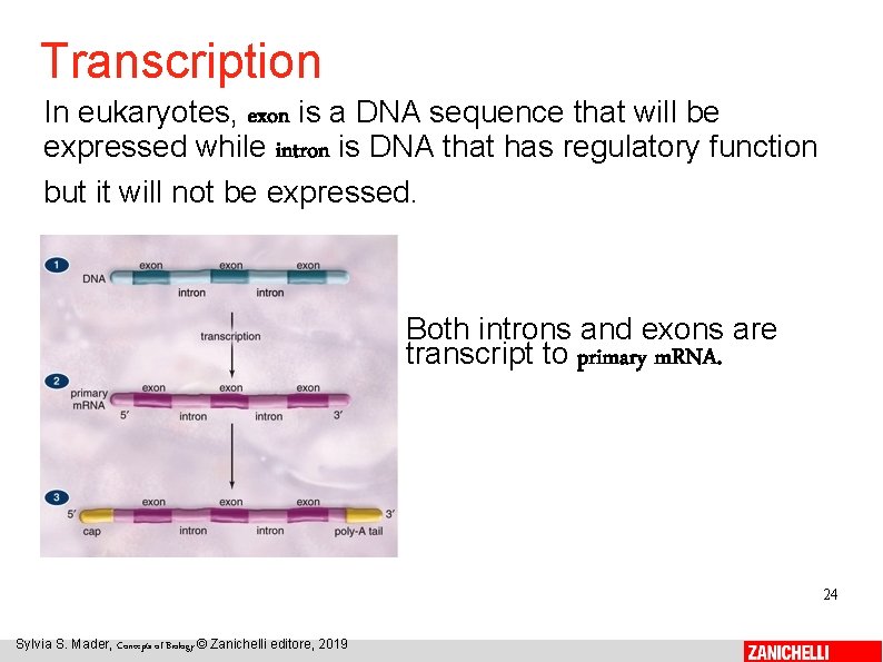 Transcription In eukaryotes, exon is a DNA sequence that will be expressed while intron
