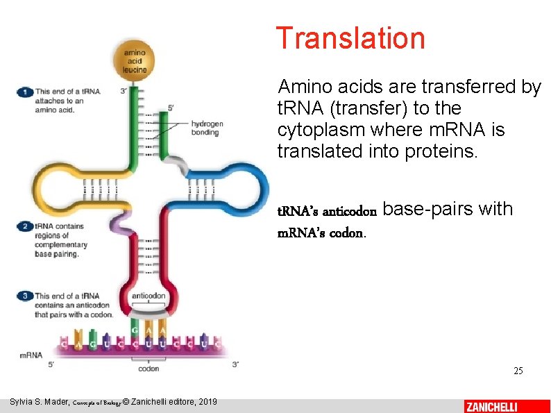 Translation Amino acids are transferred by t. RNA (transfer) to the cytoplasm where m.