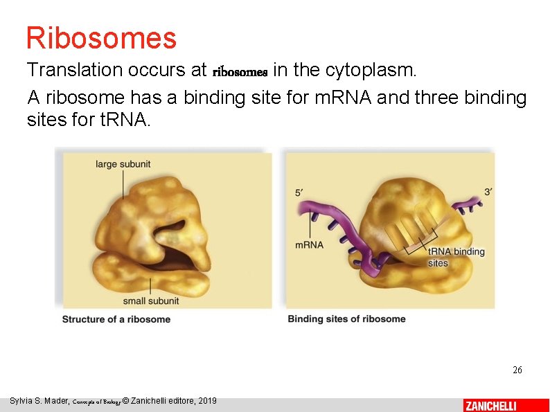 Ribosomes Translation occurs at ribosomes in the cytoplasm. A ribosome has a binding site