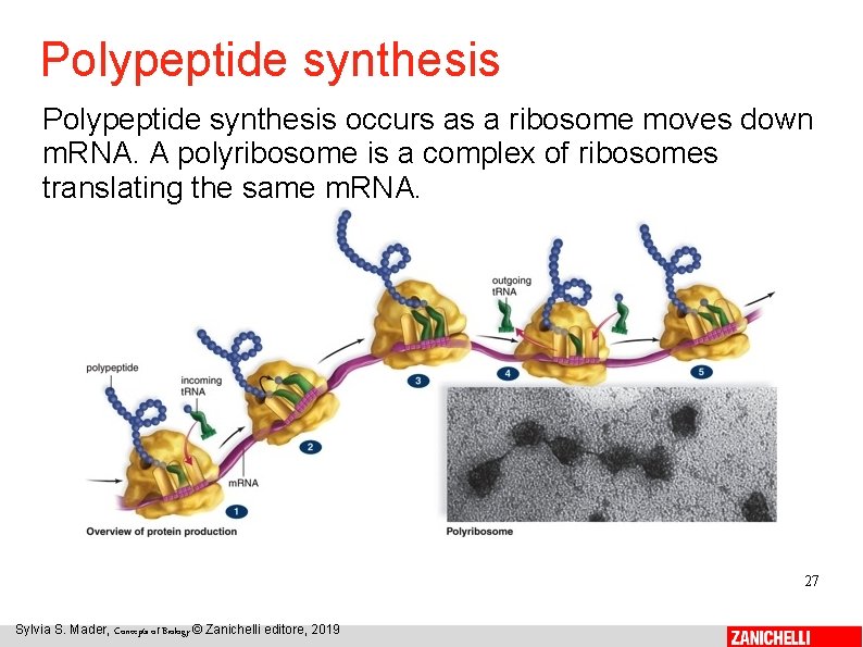 Polypeptide synthesis occurs as a ribosome moves down m. RNA. A polyribosome is a