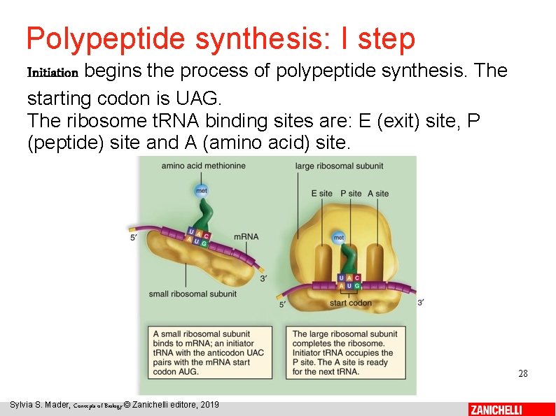 Polypeptide synthesis: I step Initiation begins the process of polypeptide synthesis. The starting codon