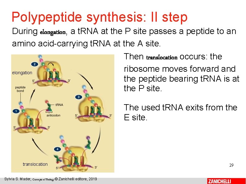 Polypeptide synthesis: II step During elongation, a t. RNA at the P site passes