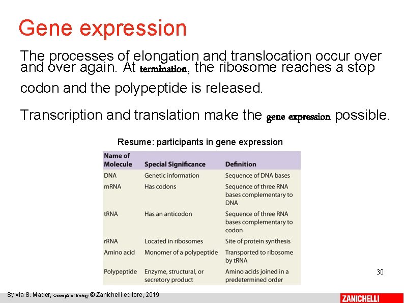 Gene expression The processes of elongation and translocation occur over and over again. At