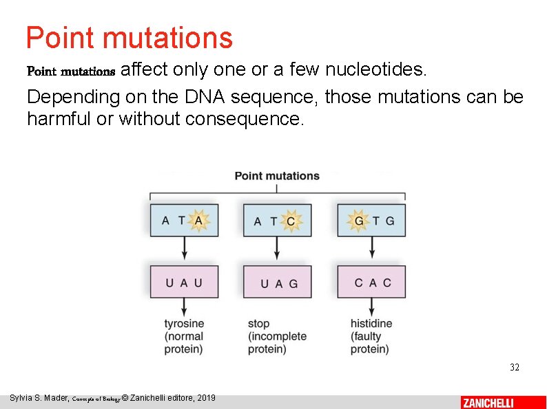 Point mutations affect only one or a few nucleotides. Depending on the DNA sequence,