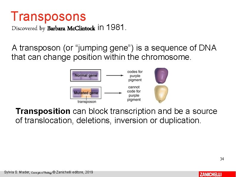 Transposons Discovered by Barbara Mc. Clintock in 1981. A transposon (or “jumping gene”) is