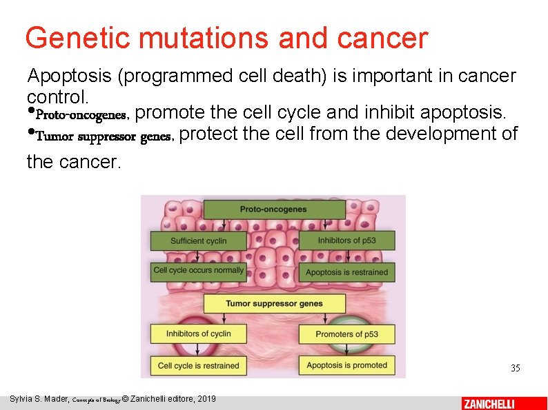 Genetic mutations and cancer Apoptosis (programmed cell death) is important in cancer control. •