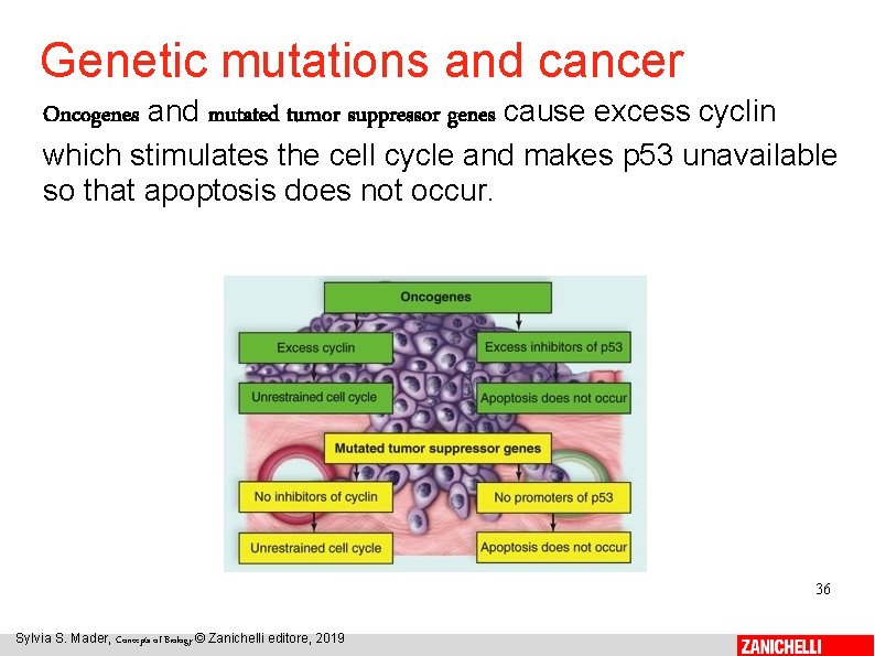 Genetic mutations and cancer Oncogenes and mutated tumor suppressor genes cause excess cyclin which