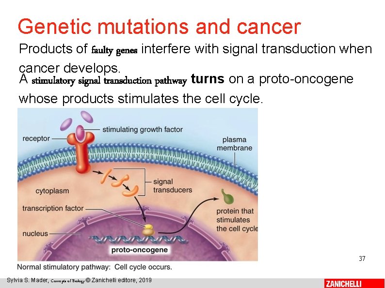 Genetic mutations and cancer Products of faulty genes interfere with signal transduction when cancer