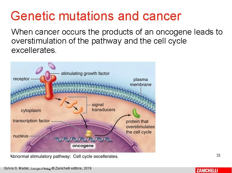 Genetic mutations and cancer When cancer occurs the products of an oncogene leads to