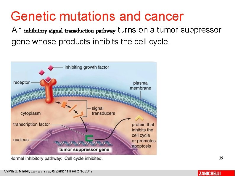Genetic mutations and cancer An inhibitory signal transduction pathway turns on a tumor suppressor