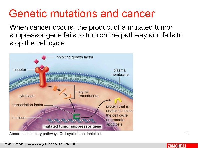 Genetic mutations and cancer When cancer occurs, the product of a mutated tumor suppressor