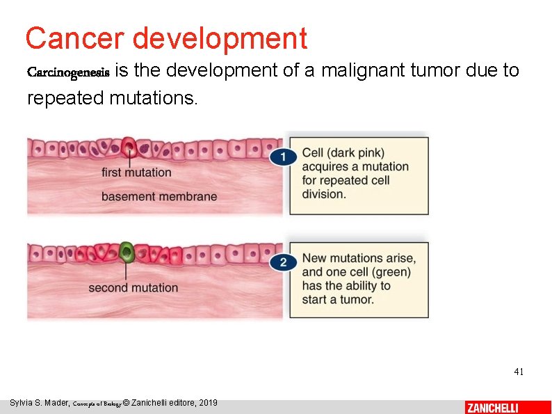 Cancer development Carcinogenesis is the development of a malignant tumor due to repeated mutations.