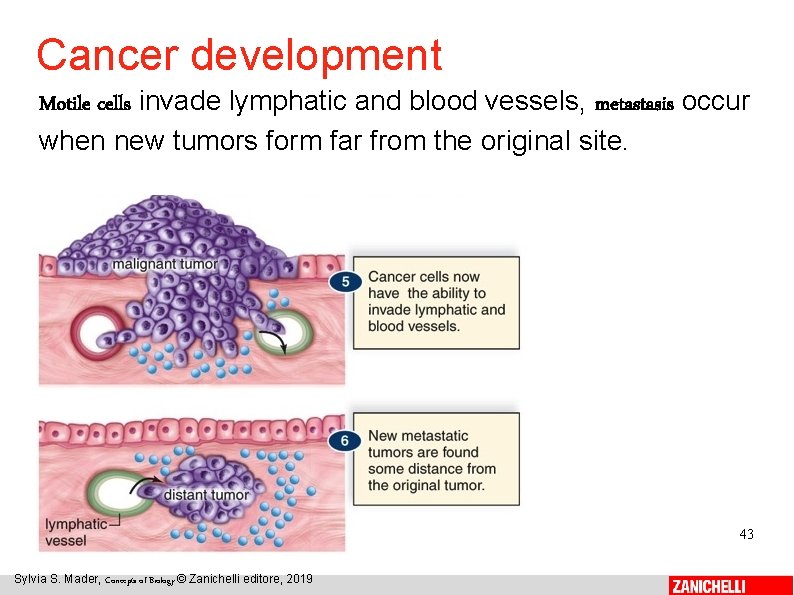 Cancer development Motile cells invade lymphatic and blood vessels, metastasis occur when new tumors