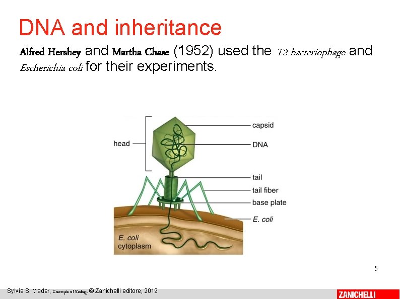 DNA and inheritance Alfred Hershey and Martha Chase (1952) used the T 2 bacteriophage