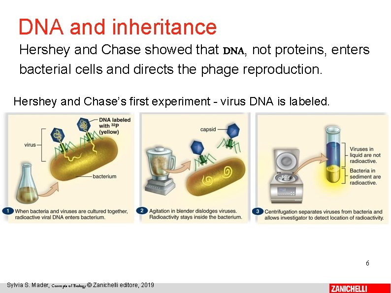 DNA and inheritance Hershey and Chase showed that DNA, not proteins, enters bacterial cells