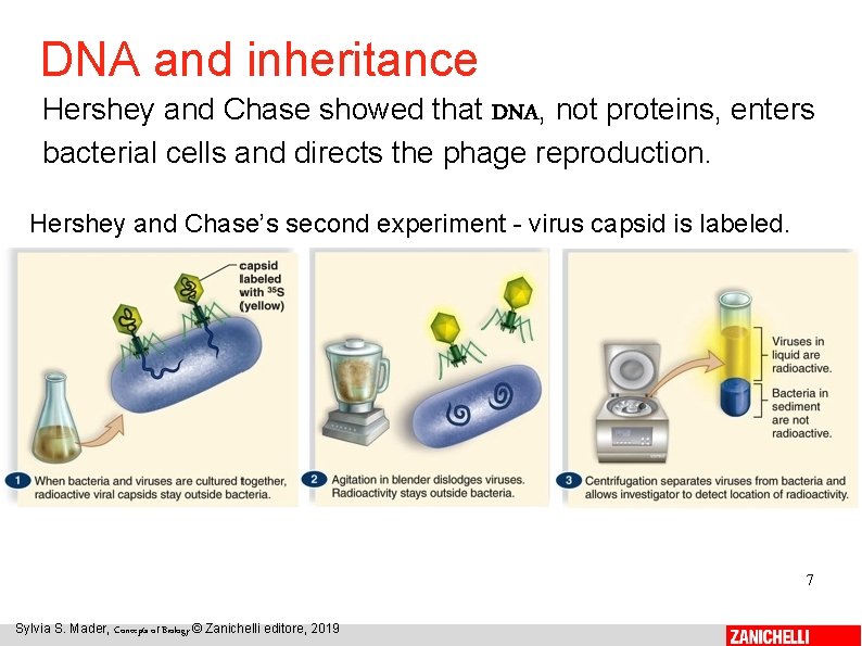 DNA and inheritance Hershey and Chase showed that DNA, not proteins, enters bacterial cells