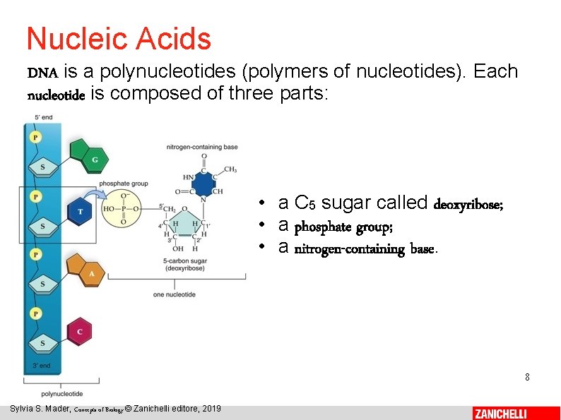 Nucleic Acids DNA is a polynucleotides (polymers of nucleotides). Each nucleotide is composed of