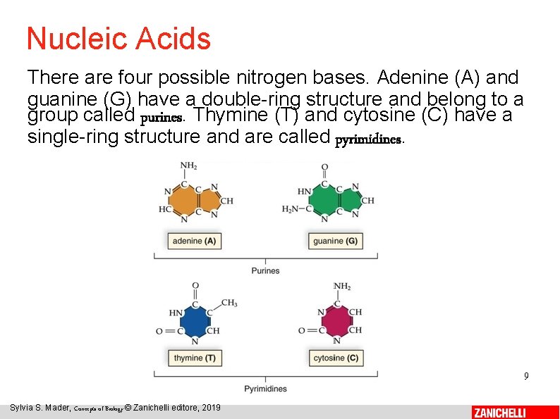 Nucleic Acids There are four possible nitrogen bases. Adenine (A) and guanine (G) have