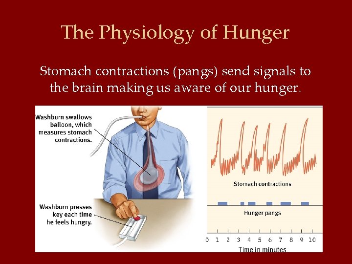 The Physiology of Hunger Stomach contractions (pangs) send signals to the brain making us