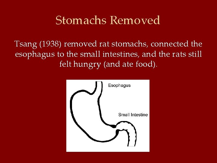 Stomachs Removed Tsang (1938) removed rat stomachs, connected the esophagus to the small intestines,