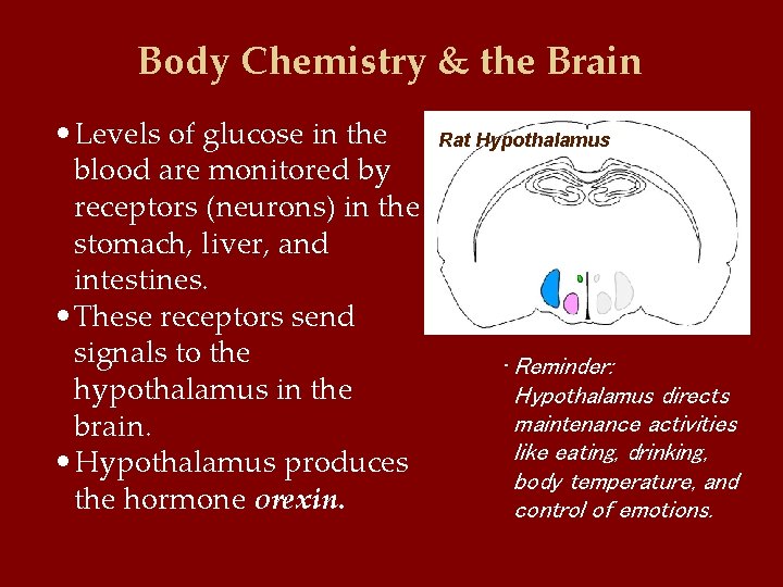 Body Chemistry & the Brain • Levels of glucose in the blood are monitored