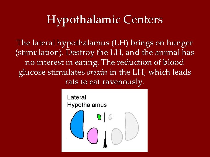 Hypothalamic Centers The lateral hypothalamus (LH) brings on hunger (stimulation). Destroy the LH, and