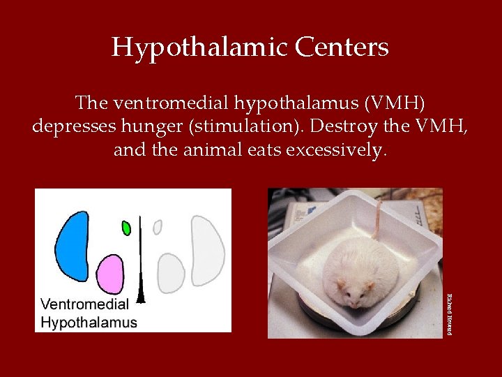 Hypothalamic Centers The ventromedial hypothalamus (VMH) depresses hunger (stimulation). Destroy the VMH, and the