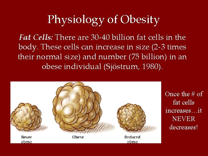 Physiology of Obesity Fat Cells: There are 30 -40 billion fat cells in the