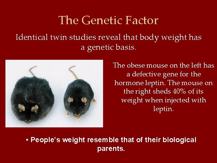 The Genetic Factor Identical twin studies reveal that body weight has a genetic basis.