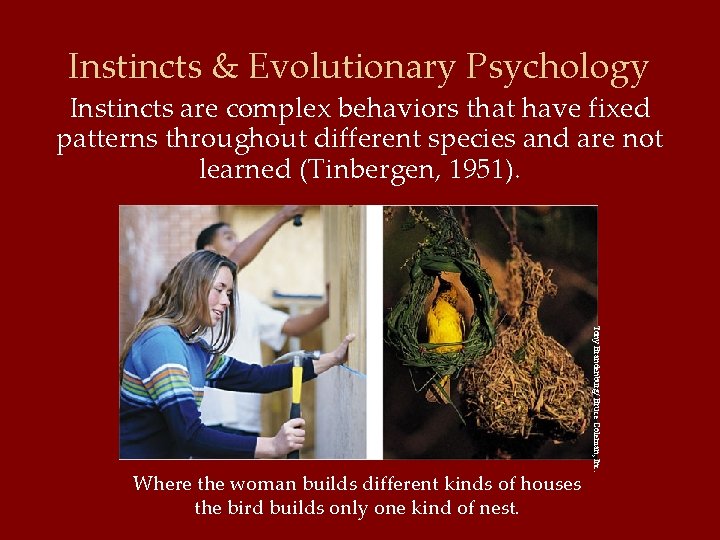 Instincts & Evolutionary Psychology Instincts are complex behaviors that have fixed patterns throughout different