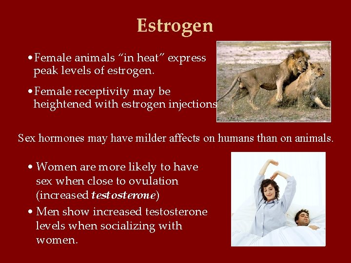 Estrogen • Female animals “in heat” express peak levels of estrogen. • Female receptivity