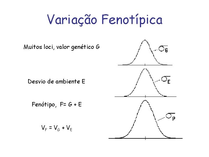 Variação Fenotípica Muitos loci, valor genético G Desvio de ambiente E Fenótipo, F= G