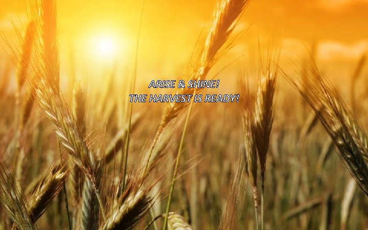 ARISE & SHINE! THE HARVEST IS READY! 