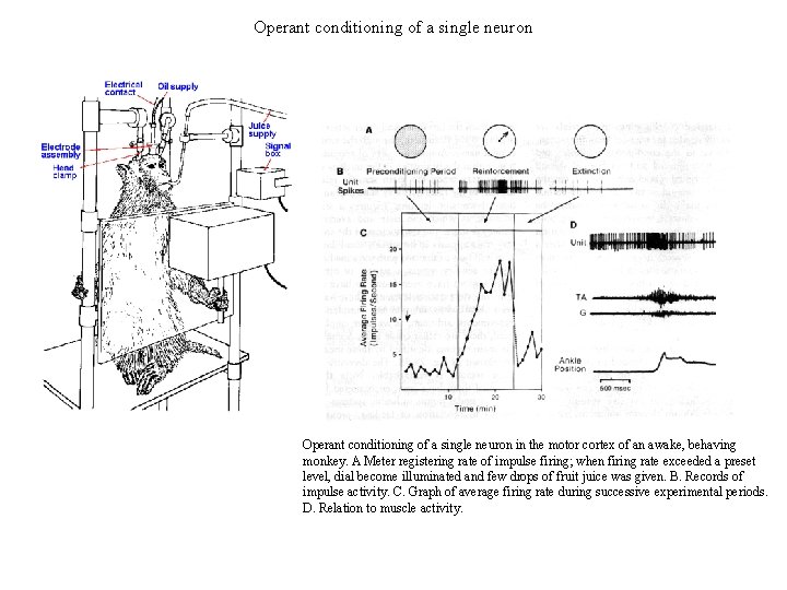 Operant conditioning of a single neuron in the motor cortex of an awake, behaving