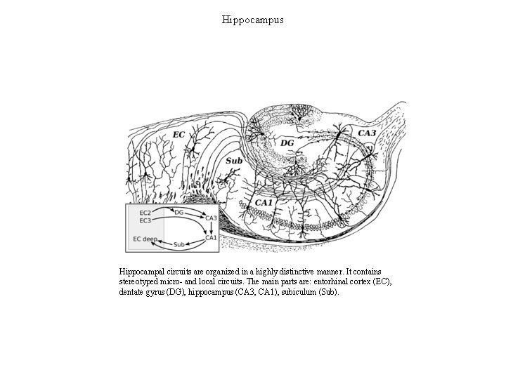 Hippocampus Hippocampal circuits are organized in a highly distinctive manner. It contains stereotyped micro-