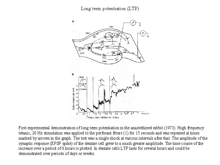Long term potentiation (LTP) First experimental demonstration of long term potentiation in the anastethized Long term potentiation (LTP) First experimental demonstration of long term potentiation in the anastethized