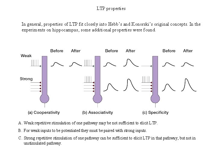 LTP properties In general, properties of LTP fit closely into Hebb’s and Konorski’s original